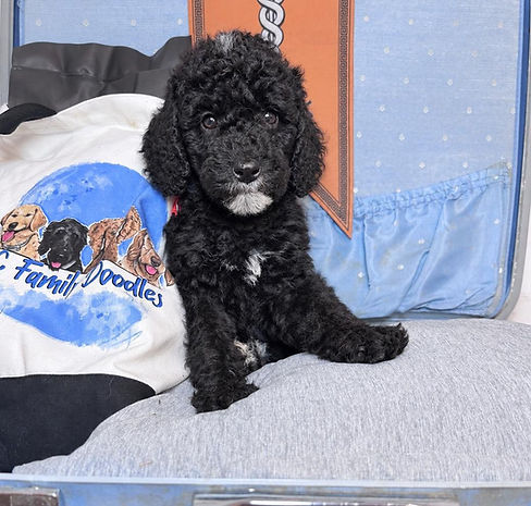 Hermes, a Labradoodle puppy from CC Family Doodles