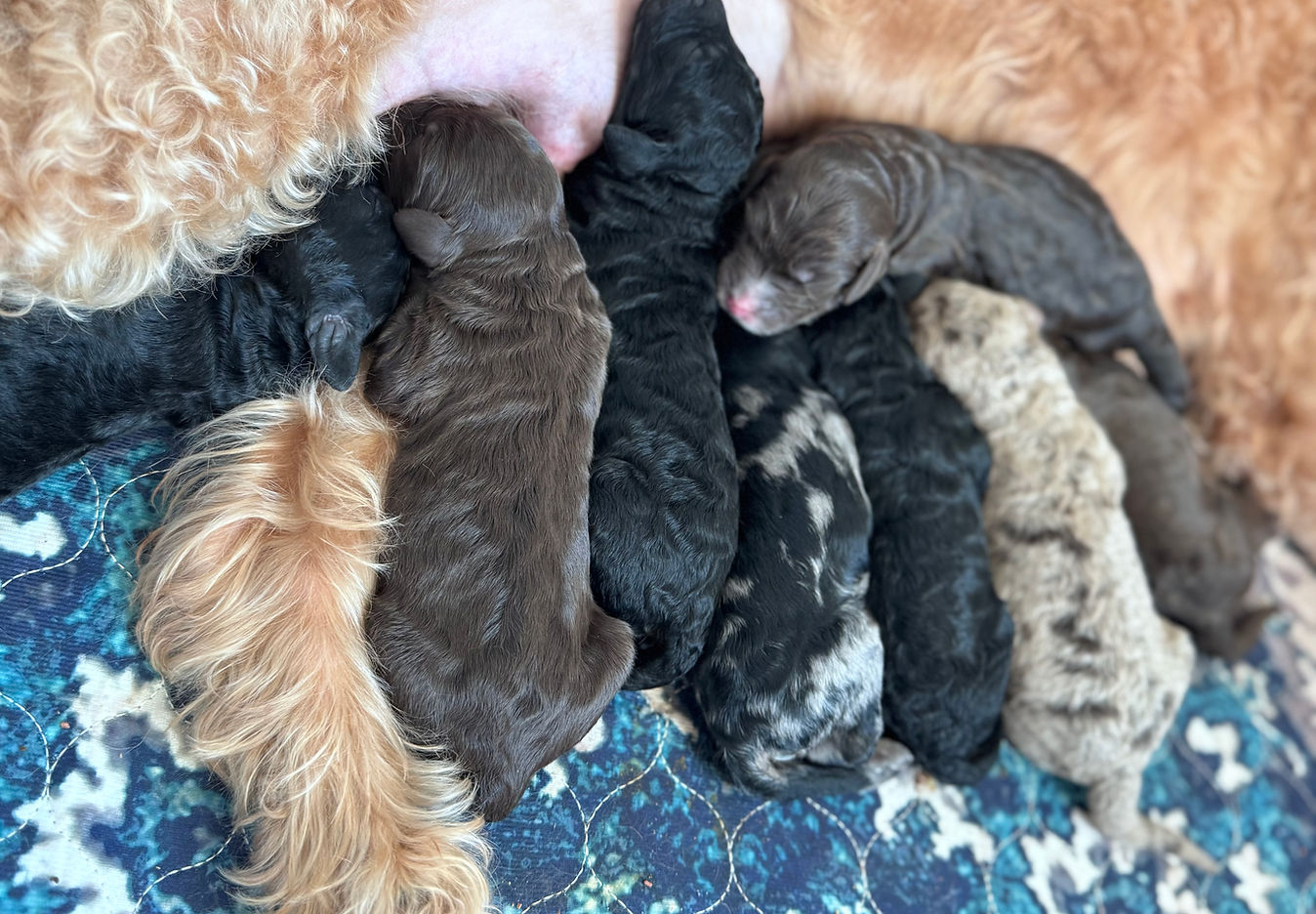 A CC Family Doodles mother caring for her litter of puppies